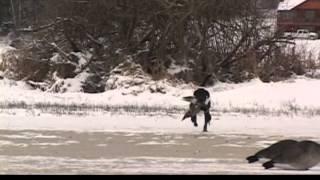 Washington Winter Mallard Hunt & Colorado Front Range Goose Hunt - The Fowl Life s1e10