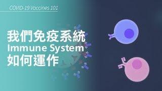 我們的免疫系統Immune System如何運作?｜Complete Anatomy