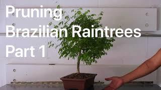Brazilian Rain Tree, Part 1, summer pruning