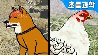 태어나서 자라고 늙고… 동물의 한살이! 개 vs 닭 | 과학백과  지니어드벤쳐