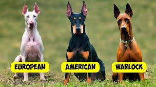 DOBERMAN PINSCHER TYPES  - 3 TYPES OF DOBERMANNS