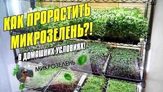 ПРОРОСТКИ И МИКРОЗЕЛЕНЬ | КАК ВЫРАСТИТЬ ДОМА | ПОЛЬЗА ДЛЯ ОРГАНИЗМА | МИКРОГРИН В ДОМАШНИХ УСЛОВИЯХ
