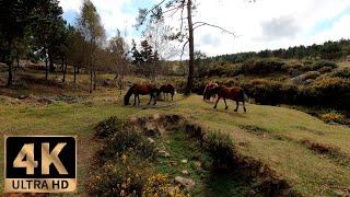 4k Finding Wild Horses in the Mountain, Hiking Alone. Virtual Walk in Nature, Galicia UHD