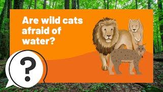 But Why Kids | Are wild cats afraid of water? | Full Podcast Episode