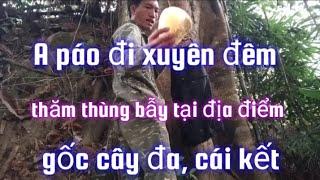 A páo" đi xuyên đêm thăm thùng bẫy ong mật, tại địa điểm gốc cây đa và cái kết xứng đáng.