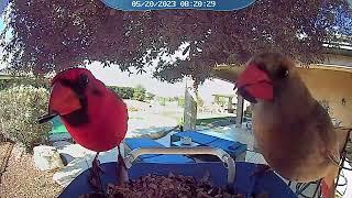 Ma and Pa Cardinal share a morning snack.