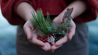 FIVE WILD EDIBLES to forage during Nordic winters