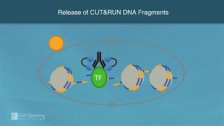 How CUT&RUN Profiles Chromatin | Cell Signaling Technology