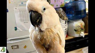 Mutilating Cockatoo Finds a Home and Healing At The Chloe Sanctuary