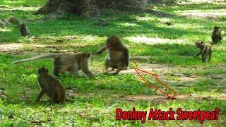 Breaking Heart! Why Donkey attack Sweetpea monkey?, Sweetpea scared and crying very loudly