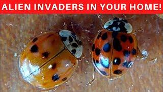 Asian Lady bugs in your house? What you need to know and what do do!