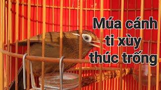 Mái thuần! Họa mi mái búng cánh ti xùy thúc trống kích bổi nhanh lên lửa