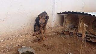 Poor Dog Tortured And Chained Cruel Owner Refuse Us To Save Him