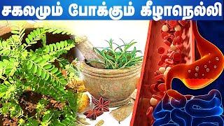கீழாநெல்லியின் மகிமைகள் | கீழாநெல்லி இலையின் மருத்துவபயம்கள் | மூலிகை ரகசியம் EP41 |Aadhan Aanmeegam