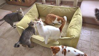 Outdoor Cats Get Surprised By A Giant Bed