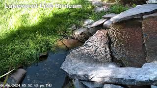 Lakewood Bird Camera Fountain