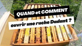 QUAND et COMMENT ouvrir une ruche Dadant ?