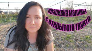 Маточник малины в открытом грунте