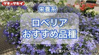 【園芸】2022-2023 ロベリア タキイおススメ品種