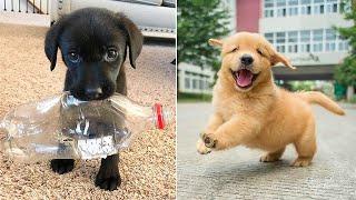 Baby Dogs  Cute and Funny Dog Videos Compilation #4 | 30 Minutes of Funny Puppy Videos 2022
