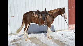 PRP Chrome Kid aka "SPLASH" Hip # 241X Billings Livestock Horse Sale 2/26/22