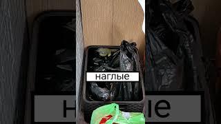 Гости-синички.