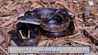 Backyard Biology: Amphibians & Reptiles