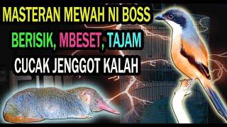 Masteran Burung Cendet Paling Mewah