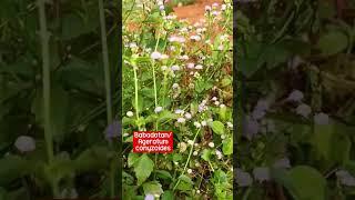 Madicinal Herbs Ideas - Ageratum Conyzides #plant #herbal #herbs