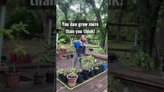 Growing food on an apartment balcony #shorts #gardentips #growingfood #gardening