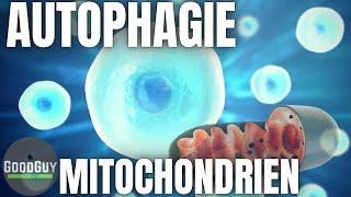 Autophagie für deine Mitochondrien! Herz Kreislauf entartete Zellen Glucose Pet-Scan Apoptose