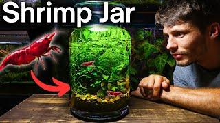 I Made a No-Filter Shrimp Jar Ecosystem, Here’s How!