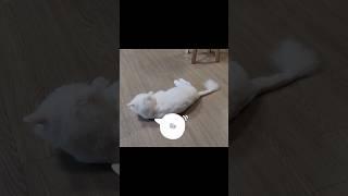 집사가 무관심할때 #고양이일상 #고양이브이로그 #집사브이로그 #일상브이로그#주부브이로그