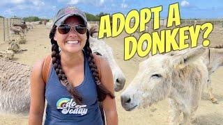 Wild Donkeys Rescued – Bonaire