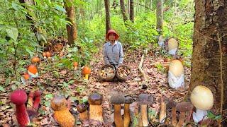 เบิดคำสิเว้า!! หมานเห็ดเพิ่งเข้าดงเห็ดระโงกเห็ดผึ้งเทียน!! 27 พฤษภาคม 2568 หมานหมานครับ