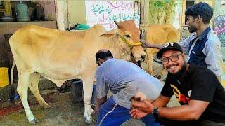 Cow Ko Girane Ka Challenge 2 | Cow Ko Girane Ka Asaan Tarika | Cow Ko Kese Girate Hai 