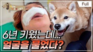 [Full] 세상에 나쁜 개는 없다 - 6년간 키운 시바견 모찌의 배신