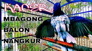 Kacer Mbagong, Balon, Nangkur mendengar Suara burung Kacer lainnya.