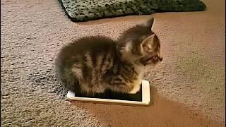 Cats makes the rules