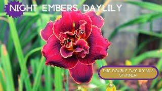 ALLURING DEEP RED DOUBLE | Night Embers Daylily