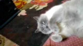 il gatto biankina parte 1 : biankina si rilassa