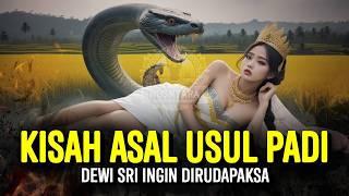 Asal-usul Padi Dewi Sri | Sejarah & Legenda Nusantara