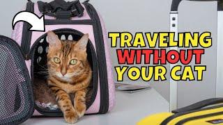 What to Do With Your Cat When You Travel | Options & Tips