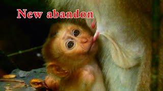 Hot news ! Kind heart Ashley accept new abandoned baby monkey as her baby.