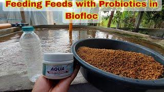 How to Ferment Feeds with Probiotics for Tilapia in  Biofloc?