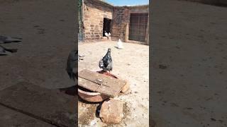 pigeon help video || baaj ka fata kabootar || #pigeon #trending #kabootarbazi #kyarishkadripigeon