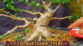 CARA GANTI MEDIA PALING MALAS HASILNYA SUBUR  SANCANG PREMNA MICROPHYLLA BONSAI