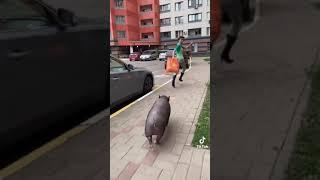 Свинья напала на человека!