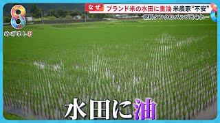 【なぜ】山梨ブランド米の水田に重油が流出…一体誰が？【めざまし８ニュース】