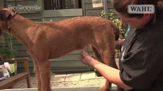 Grooming Guide - Irish Terrier - Handstripped - Pro Groomer